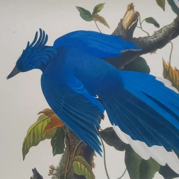 JOHN JAMES AUDUBON (1785-1851) "Columbia Jay, No. 20” Print 1948 - Picture 7 of 11